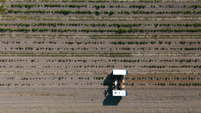 An autonomous Agrointelli ROBOTTI robot is weeding a strawberry field, showcasing the role of robots in modern agriculture.