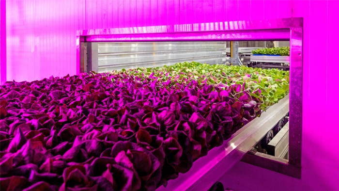 Leafy green plants growing on a conveyor system under purple LED lighting in an indoor farming environment.