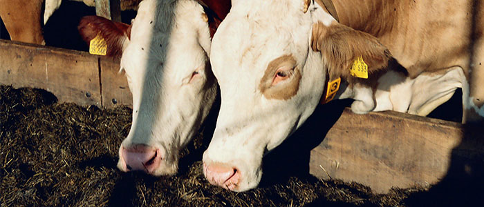 Système autonome de distribution de nourriture animale avec le NAV-Loc