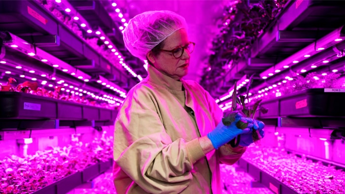 Quality inspection of plants in an indoor vertical farm with LED lighting.